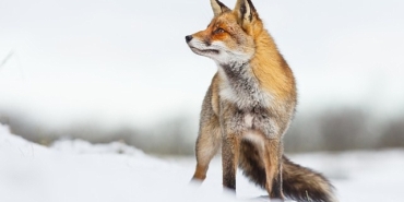 ilgi-cekici-hikayesiyle-vahsi-transilvanya-drakulanin-gizli-kralligi-15-aralik-pazar-gunu-20-00da-national-geographic-wild-ekranlarinda.jpg
