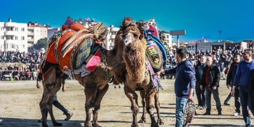 burhaniyede-deve-guresi-heyecani-yasandi.jpg