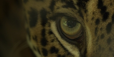 buyuk-kediler-kusagindan-jaguar-sahili-2-subat-pazar-gunu-20-00de-national-geographic-wild-ekranlarinda.jpg