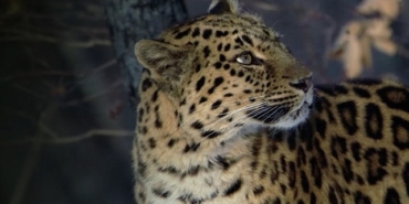 nadir-kedi-yetenekleri-9-subat-pazar-gunu-20-00de-national-geographic-wild-ekranlarinda.jpg