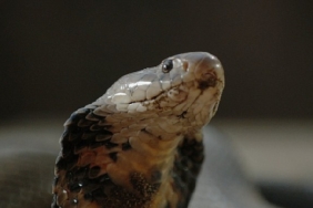 sehirdeki-yilanlar-zehirli-karsilasmalar-2-mart-pazar-gunu-20-00de-national-geographic-wild-ekranlarinda.jpg