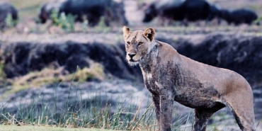 3-bolumden-olusan-katavi-afrikanin-yitirilmis-cenneti-5-mart-carsamba-gunu-20-00de-national-geographic-wild-ekranlarinda.jpg