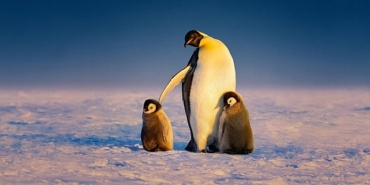 penguenlerin-gizemli-dunyasi-art-arda-3-bolumuyle-22-nisan-sali-gunu-20-00de-national-geographic-wild-ekranlarina-geliyor.jpg